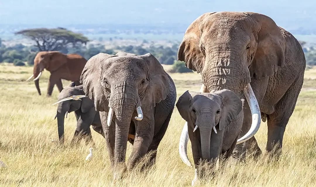 Why Visit Kenya?