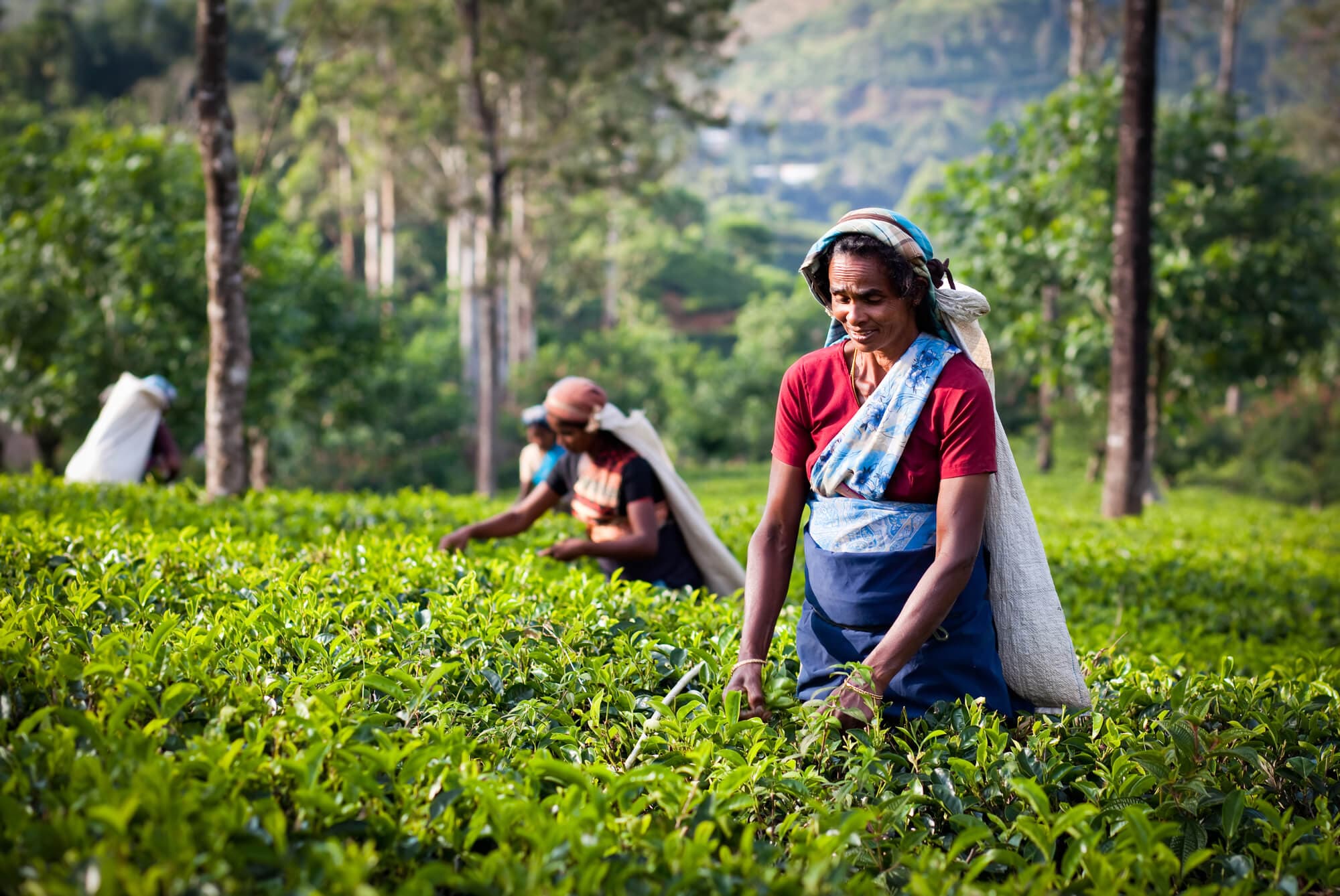 Why Visit Sri Lanka?