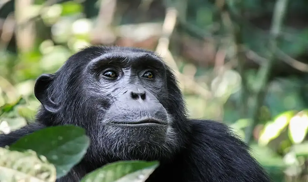 Uganda and Rwanda Gorilla Trekking