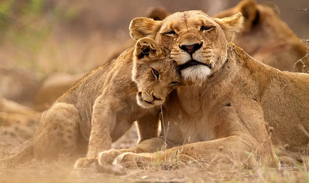 Rwanda Gorilla Trekking & Kruger Safari