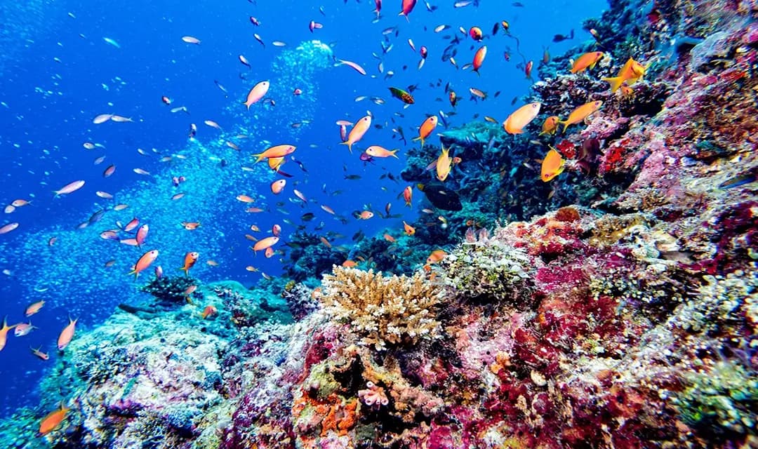 Active Sri Lanka & All-Inclusive Maldives