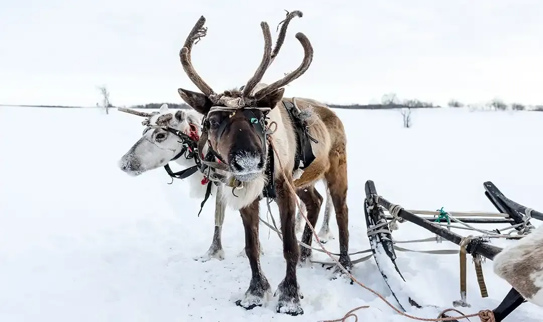 Christmas and Northern Lights in Norwegian Lapland