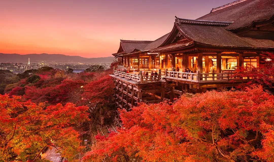 Japan Cherry Blossom Exclusive