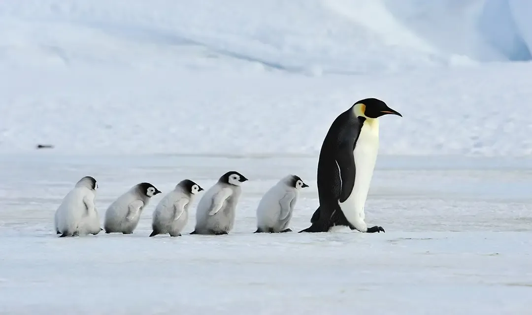 Antarctica