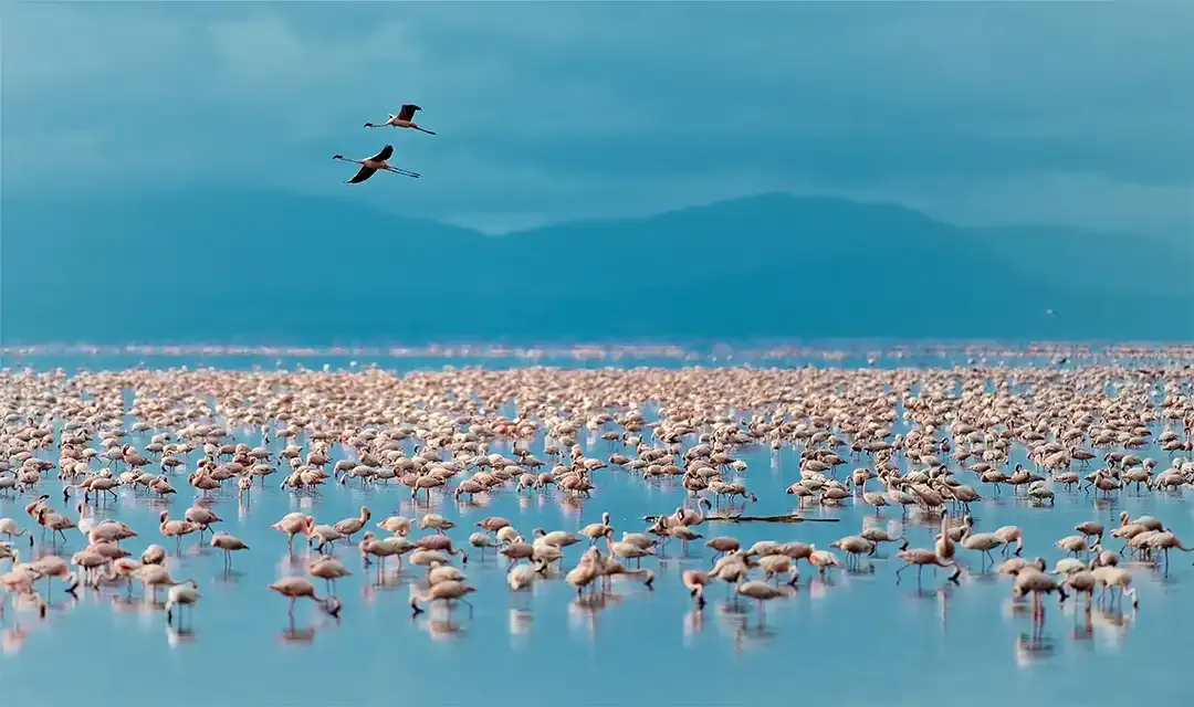 Tanzania’s Great Migration Safari
